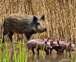 Symbolbild: Wildschweine im Schilf (erstellt mit KI)