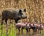 Symbolbild: Wildschweine im Schilf (erstellt mit KI)