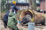 Dr. Sven Wieskotten präsentiert in einem Tiertrainerworkshop der Landeszooakademie des Landeszooverbandes Mecklenburg-Vorpommern die ersten Schritte für eine Einstieg in das Tiertraining am praktischen Beispiel bei den Bewohnern des Zoo Stralsund.