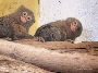 Das Zwergseidenäffchen Xanthos der Einäugige (oben) aus dem Zoo Stralsund sorgt im Südamerikahaus für Unruhe.