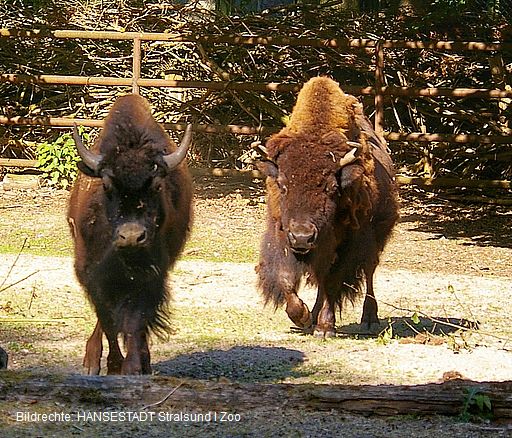 Der Bisonbulle Cosmo wurde 2023 von einem Privathalter übernommen