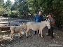 Revierleiter Rüdiger Banditt und Direktor Dr. Christoph Langner sind vertraut mit den Barockeseln und so gaben die Tiere gern ein paar Haare für die Forschung