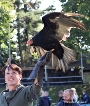 Truhahngeier Kalle und Tierpflegerin Mandy Hallek freuen sich darauf, dass der Gewinner der Zoo-Rallye zum Landeszootag am 22. Juli  im Zoo Stralsund einen jungen Truthahngeier taufen darf - auf Paule oder Fritzie