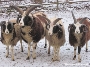 Auch im Winter fühlen sie sich im Stralsunder Zoo wohl - die Vierhornschafe, auch Jakobschafe genannt.