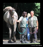 Tierpflegerin Susanne Panke und Tierpflegemeister Rüdiger Banditt mit der Trampeltierstute Conny zum Zoofest im Jahr 2016